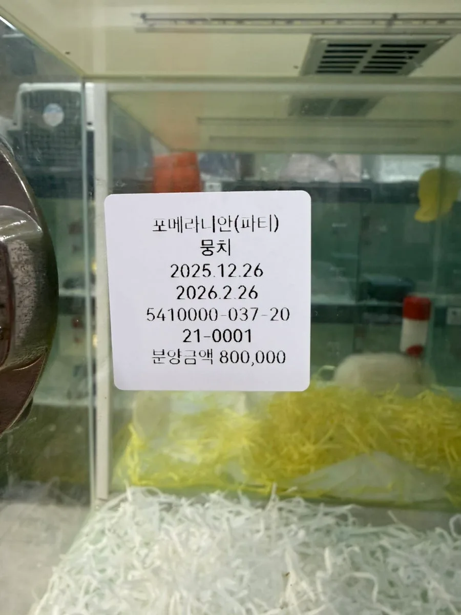 2026년 포메라니안 분양: 건강한 아기 강아지 선택 가이드 2