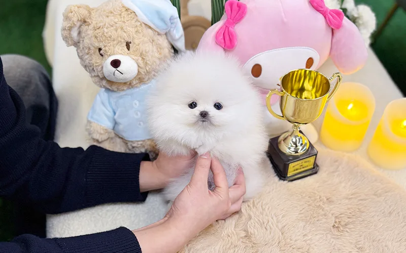미니 포메라니안 입양, 20년 경력 전문가가 전하는 행복한 동행 준비 — 반려동물 — pyk6825
