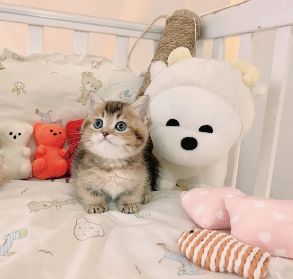 방배동 고양이 분양, 인생 고양이 만나는 법 2026