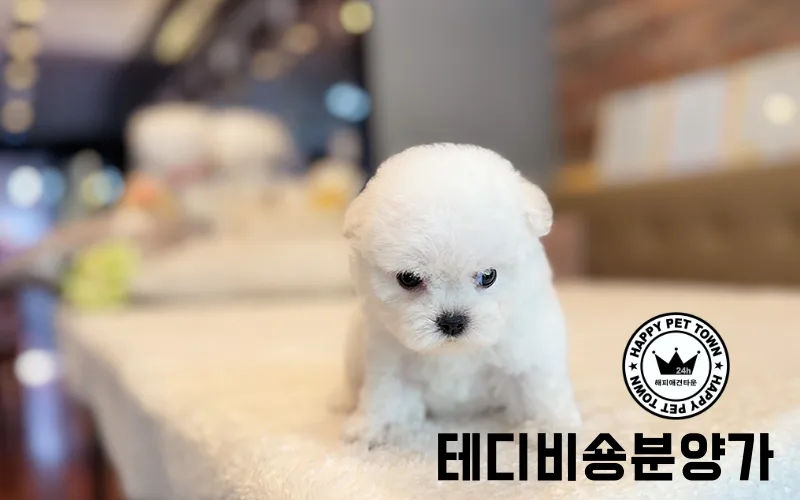 테디비숑 분양가 현실적인 가격과 후회 없는 선택 가이드 2026