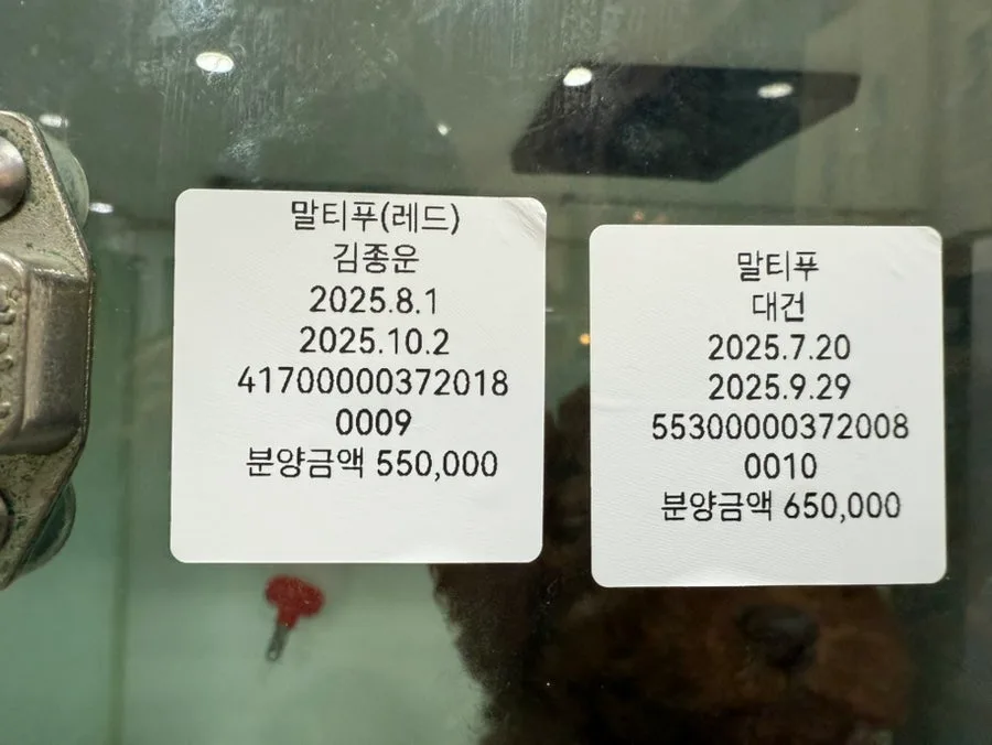 말티푸 분양 2026: 건강하고 귀여운 공주님 입양 가이드 2