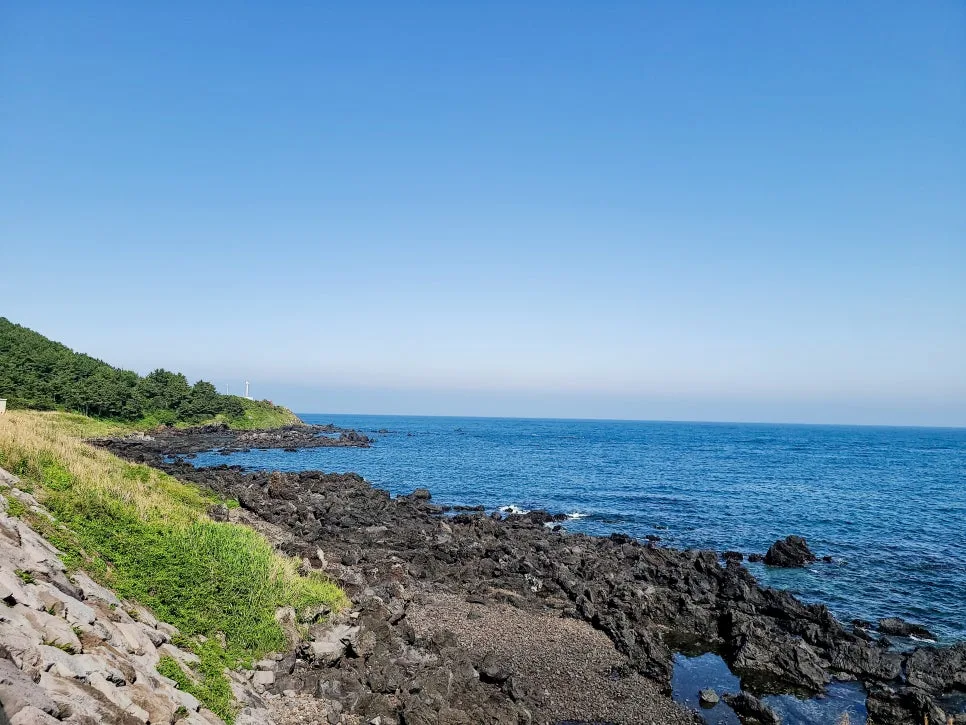 2026년 봄 제주도 여행: 유채꽃부터 한라산까지 필수 코스 완벽 정리 2