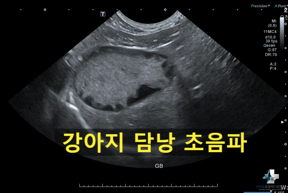 7살 강아지 담낭점액종 수술 후 관리법 2026년 총정리 2