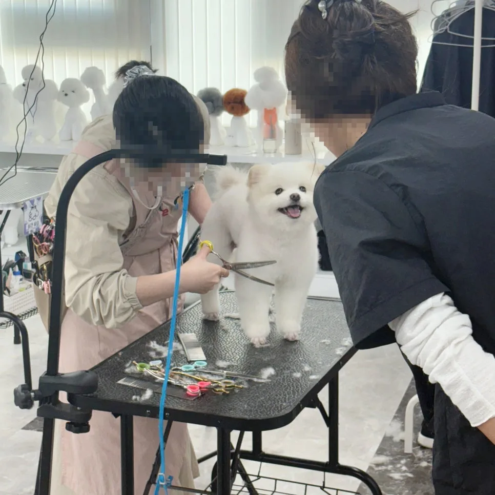 부천 애견미용학원 2026년 선택 가이드: 가정견 실습 비교 2