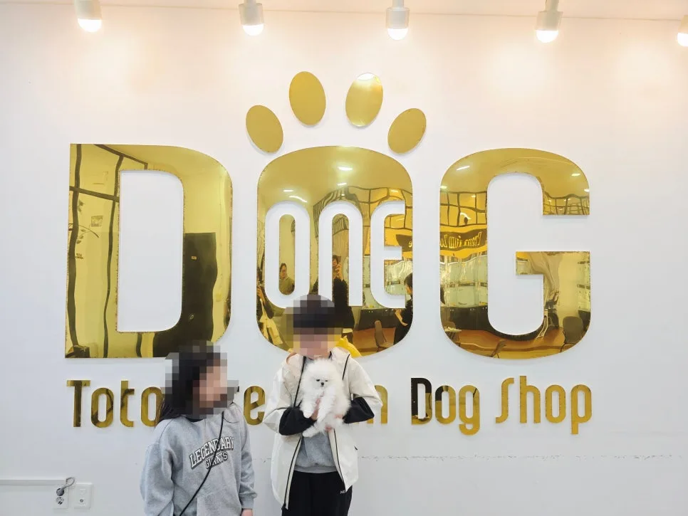 포메라니안 분양, 이탈리아 여행 후기 기반 결정 2026 2