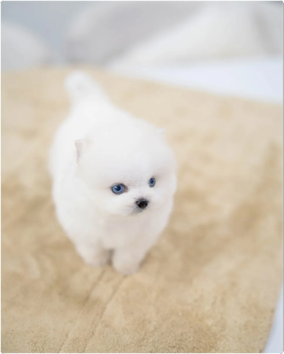 남양주 강아지 분양, 일상이 영화가 되는 특별한 경험 2026 3