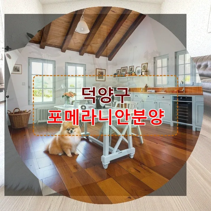 덕양구 포메라니안 분양 2026: 건강한 반려견 선택 가이드 — 반려동물 — incline4242