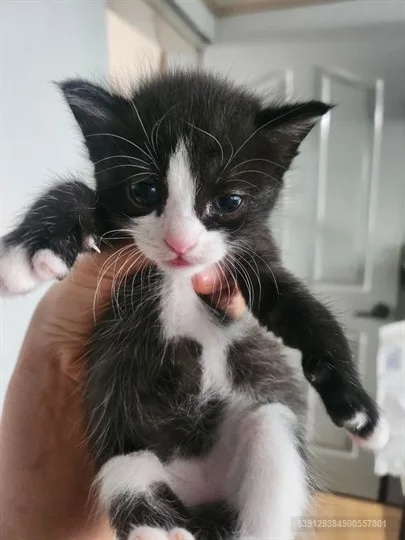서산 고양이 분양 2026: 건강·사회성 관리 핵심 총정리 2