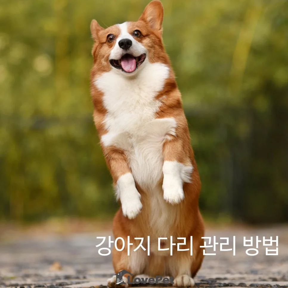 반려견 관절 건강 지키는 5가지 방법 2026 — 반려동물 — lovepet796342