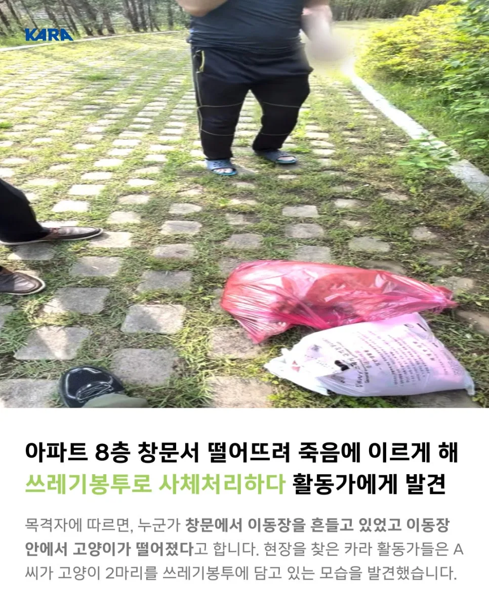 고양이 학대 사건 2026: 고구마·호박이 죽음의 진실과 엄벌 촉구 3