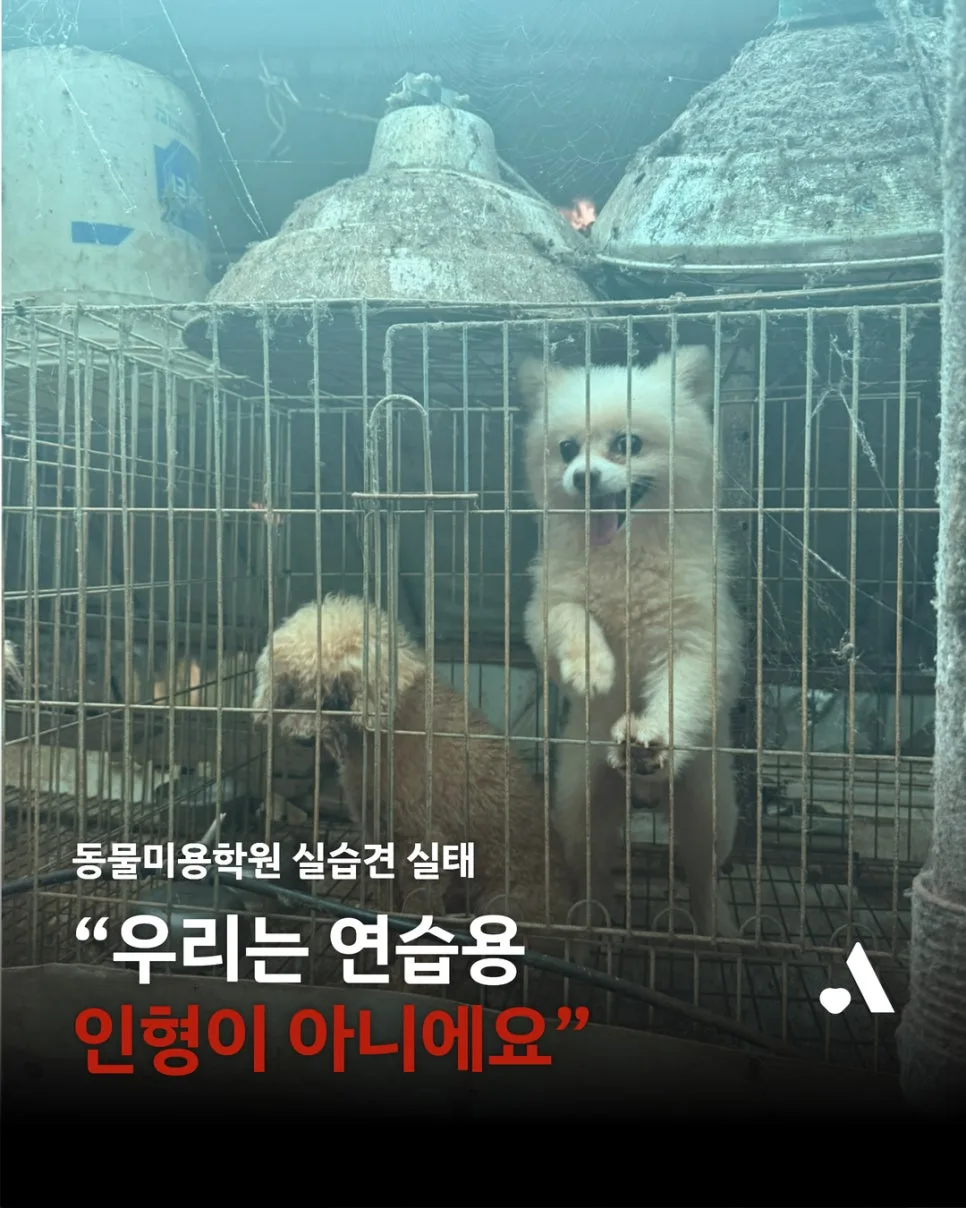 동물미용학원 실습견, 학대 실태와 개선 방안 2026년 총정리 — 사회·시사 — wien9364