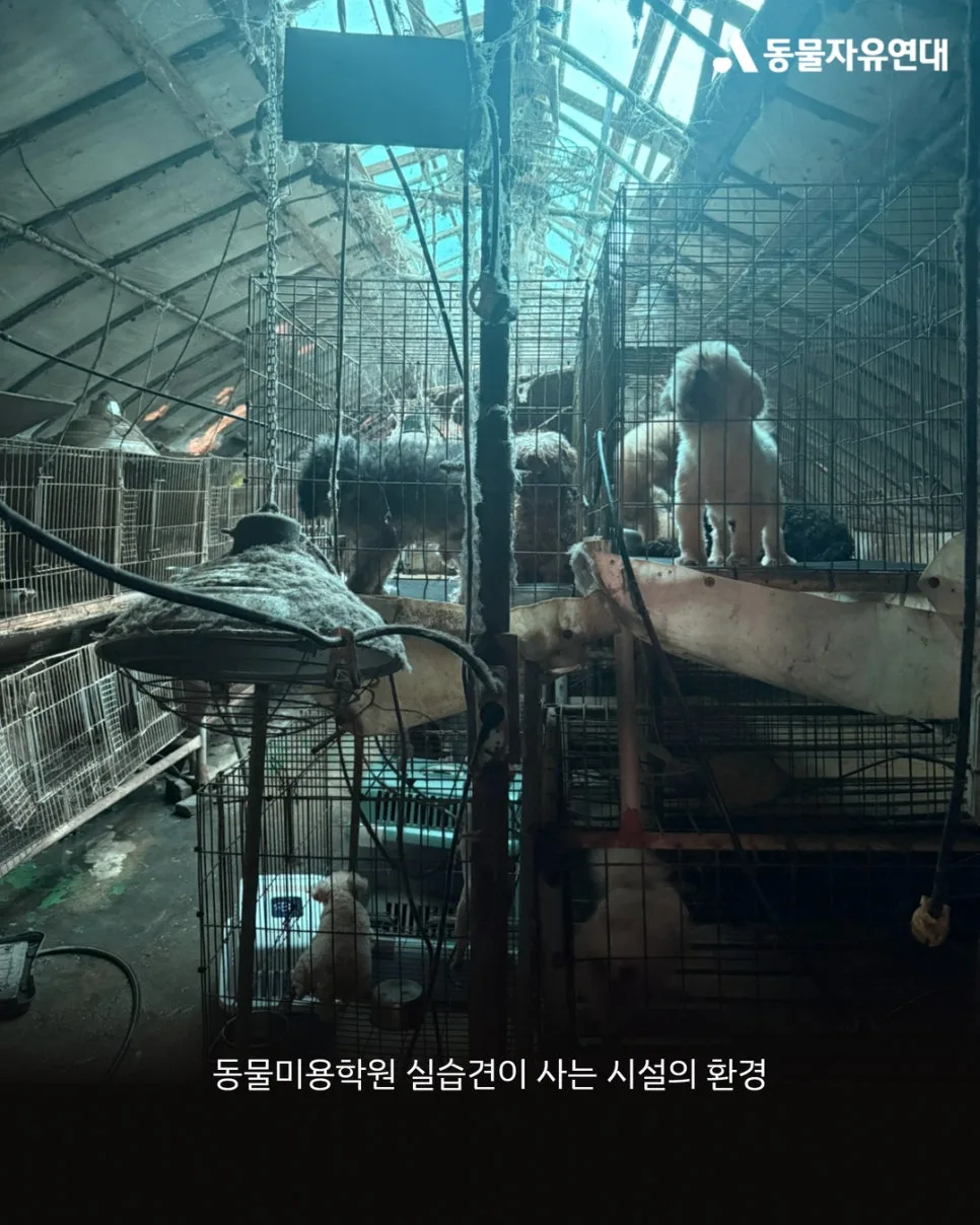 동물미용학원 실습견, 학대 실태와 개선 방안 2026년 총정리 3