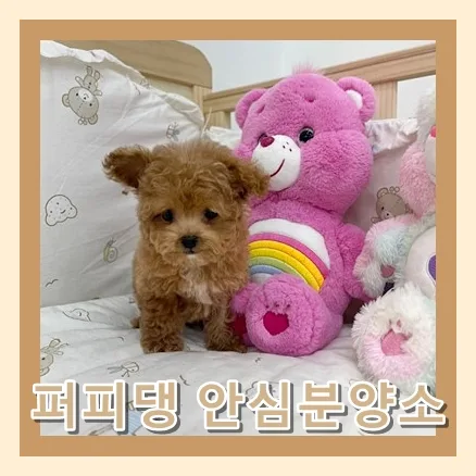 진천 강아지 분양, 2026년 믿을 수 있는 입양 가이드 2