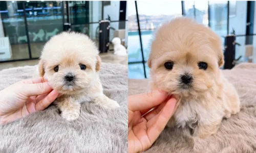 말티푸 분양, 초보 부부도 성공하는 비결 2026 2