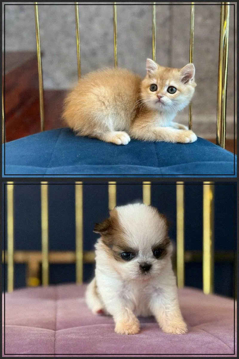 인천 강아지 분양, 2026년 믿을 수 있는 곳 찾는 법 & 행복한 동행 준비 2