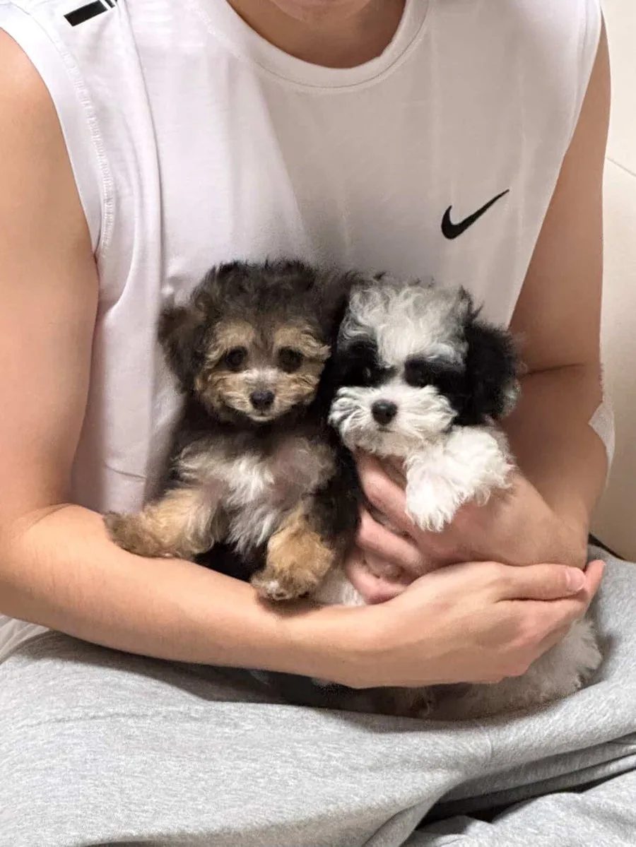 실버파티푸들 분양 2026: 크림이의 특별한 매력 파헤치기 2