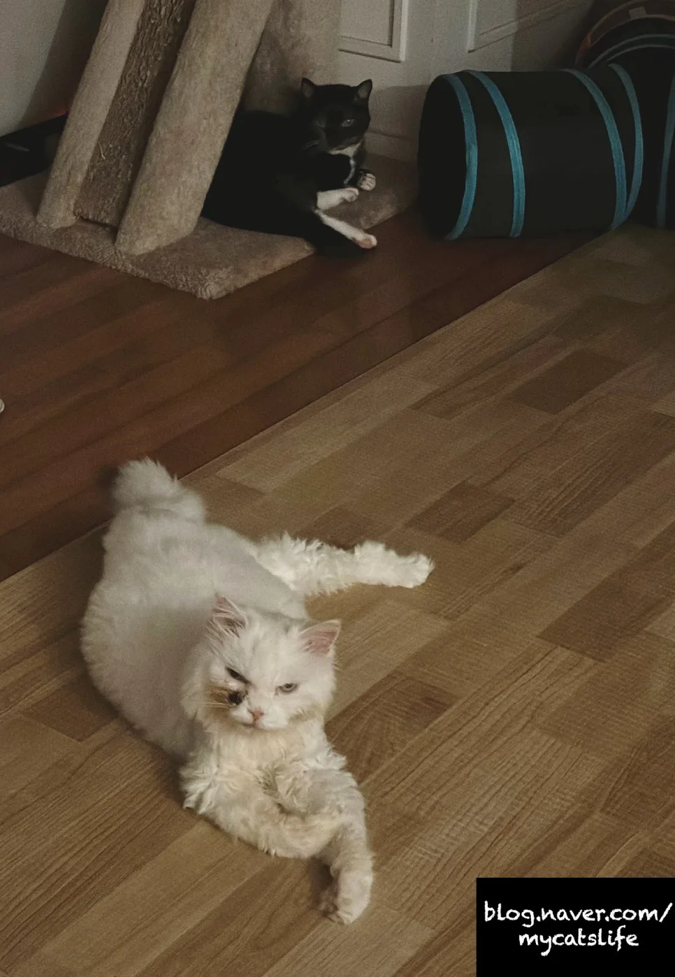 아픈 고양이 돌보기 2026: 투병 노하우와 보조제 정보 총정리 3