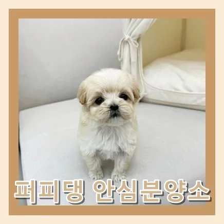 입장 강아지 분양, 평생 함께할 가족 찾는 법 2026 2