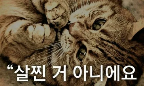 세계 고양이의 날 2026: 유기묘 보호부터 TNR까지 핵심 정보 총정리 3