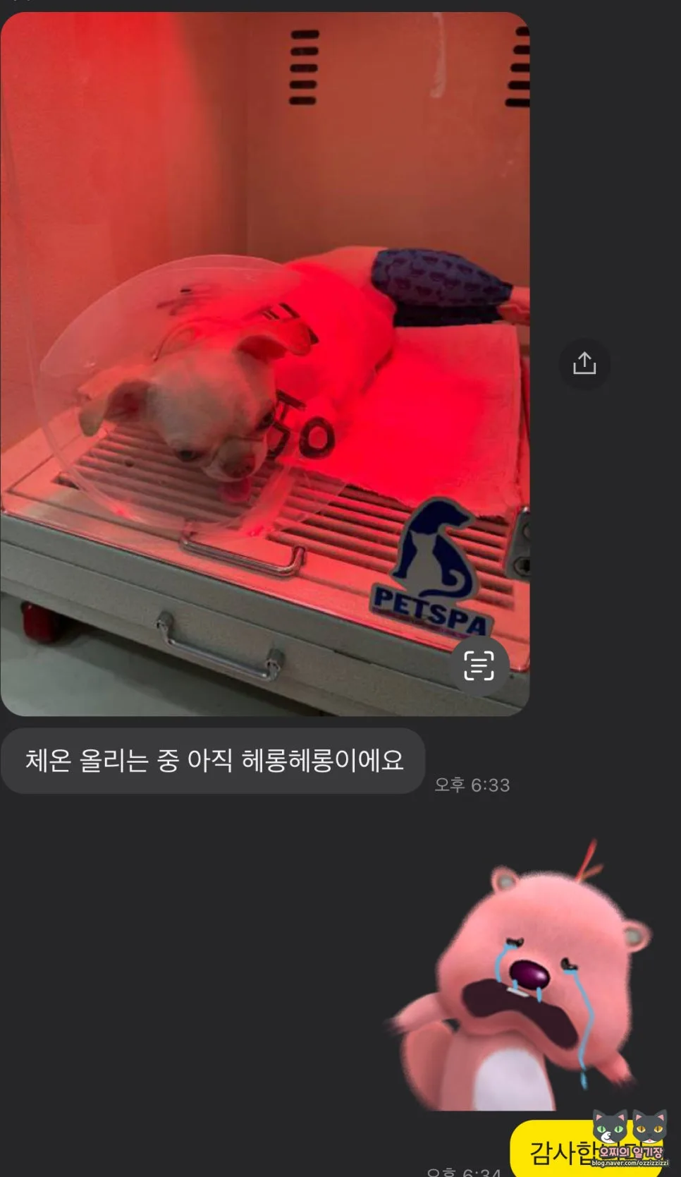 강아지 슬개골 수술 후 회복: 안티놀 영양제 효과 2026 2