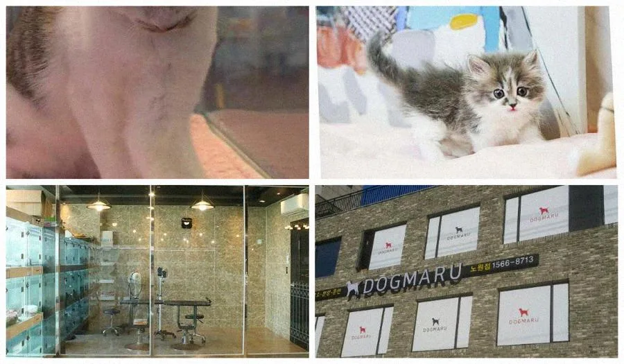 부산 강아지 분양 2026: 비용보다 중요한 교감과 적응 가이드 2