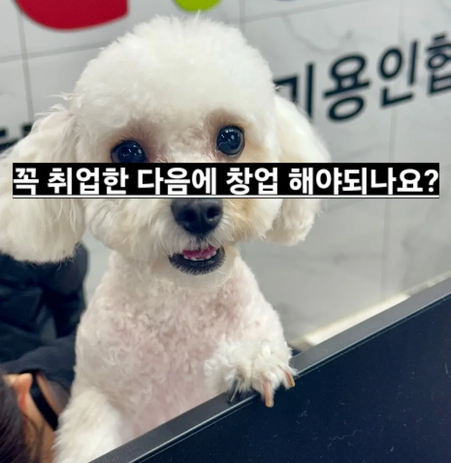 애견미용 창업 전 취업 필수? 2026년 실전 가이드 — 취미 — yeppi1207
