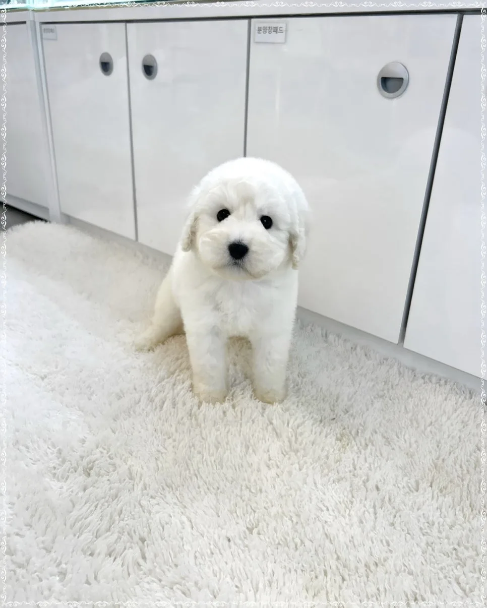 위례 스탠다드푸들 분양 2026: 퍼피플라워 경험자 솔직 후기 2