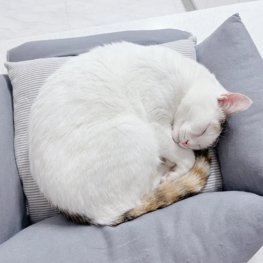 고양이 중성화 시기 및 몸무게 기준 2026년 최신 가이드 — 반려동물 — iamjina826