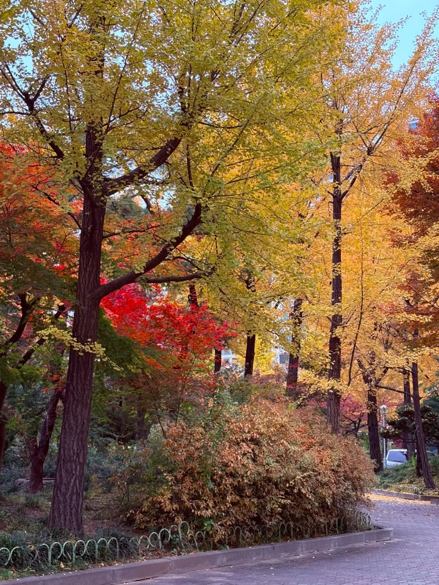 나태주 시 「그리움」, 「가을 산길의 명상」 핵심 분석 2026 — 문학·책 — leda63