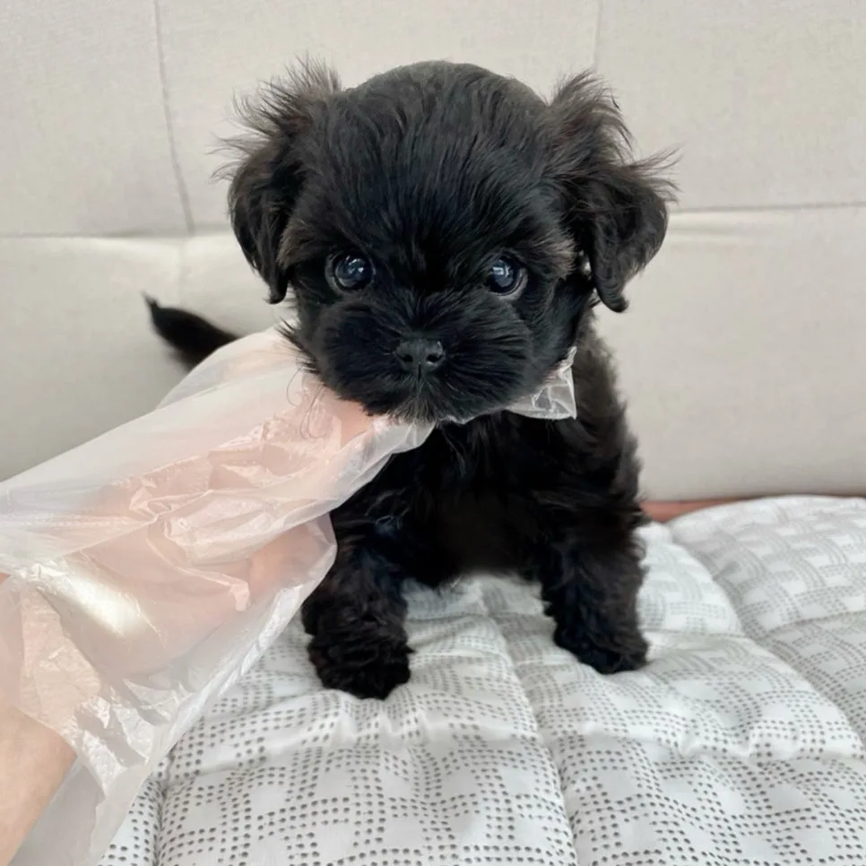 초보자도 말티푸 괜찮을까? 인천 드림독 분양 정보 2026 2