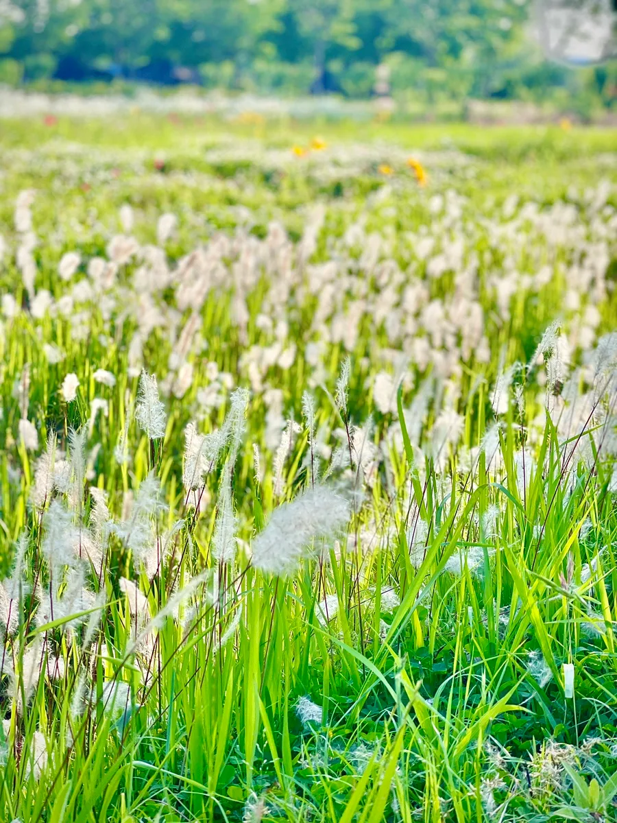 부산 감전야생화단지 2026년 봄꽃 나들이 코스 추천 2