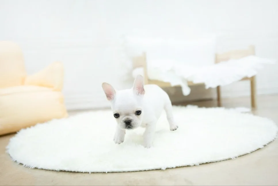 Adopt a French Bulldog in Seoul 2026: Your Healthiest Pup Guide 3
