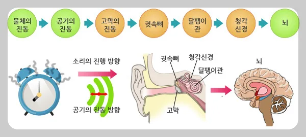 소리 전달 원리 2026: 기체, 액체, 고체 매질별 속도 비교 — 교육·학문 — by Sugarone