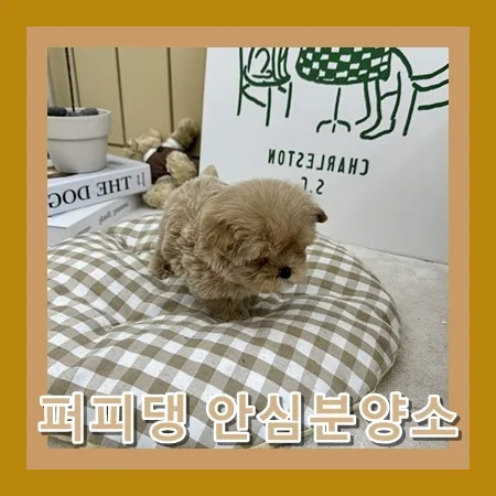 진천 말티푸 분양 2026: 입양 전 필수 확인 사항 총정리 2
