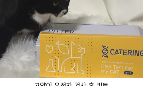 고양이 유전병 검사, 피터페터 캣터링 2026년 최신 후기 2