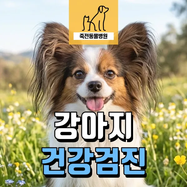 10살 노령견 음수량 늘리는 꿀팁 3가지 2026