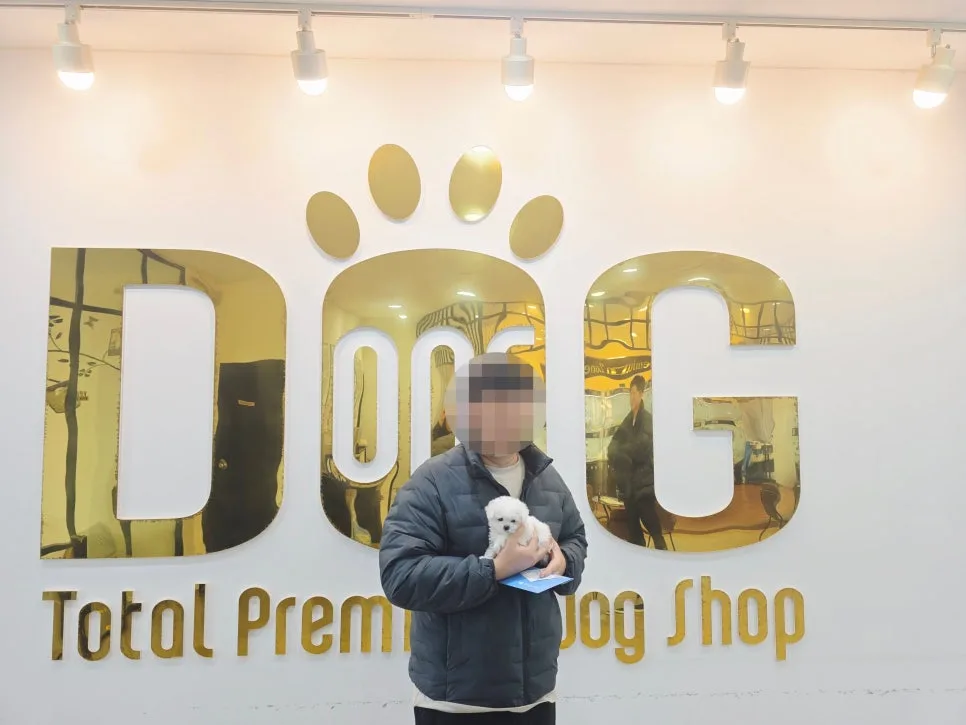 미니비숑 분양 2026: 크리스마스 선물로 받은 강아지 이야기 2