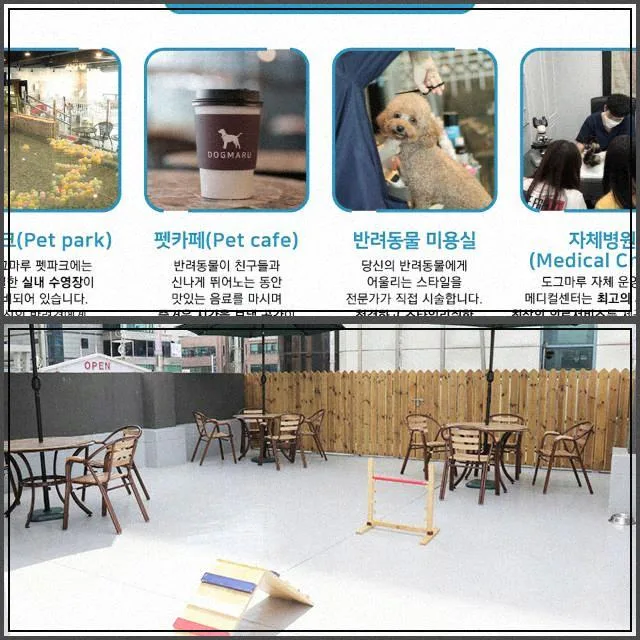 서울 강아지 분양 2026: 건강한 반려견 맞이 완벽 가이드 2