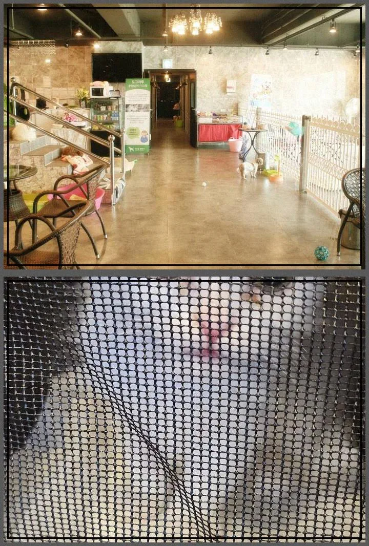 서울 강아지 분양 시 필수 체크리스트 2026: 건강·환경·사회화