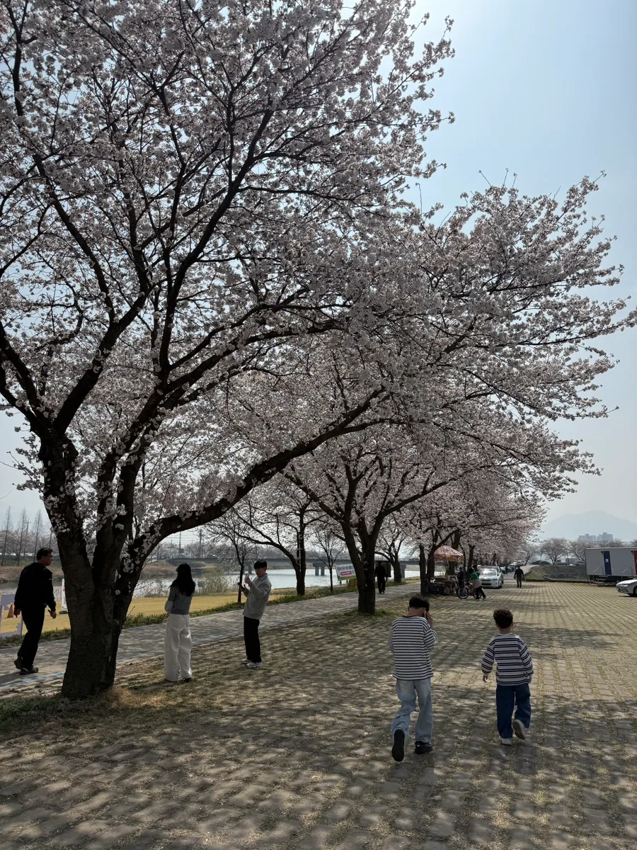 구례 벚꽃 명소 2026: 섬진강 300리 벚꽃길 완벽 가이드 3