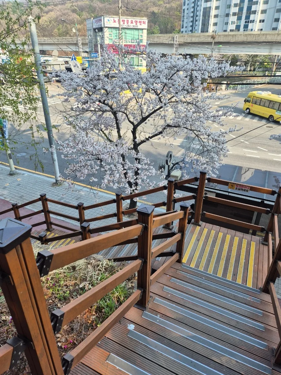 상하동 수변 산책길 2026: 봄날의 벚꽃과 함께 달리기 코스 3