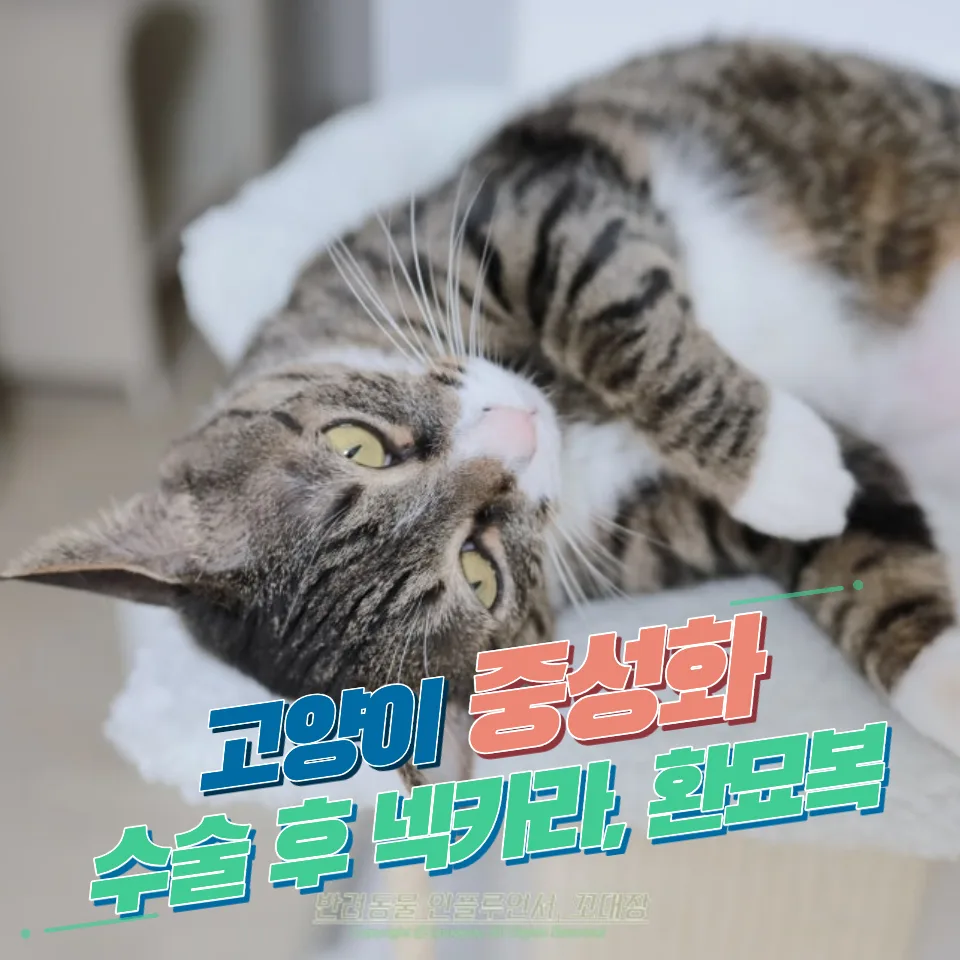 고양이 중성화 시기, 비용, 넥카라 vs 환묘복 선택 가이드 2026