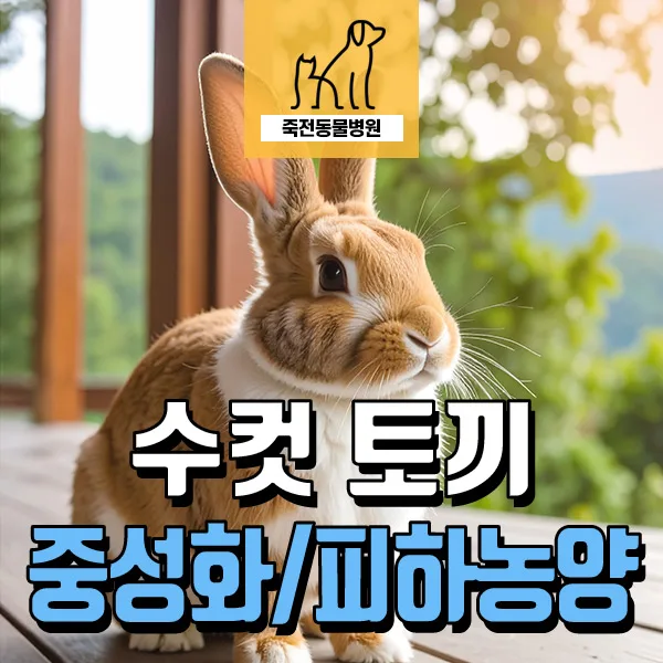 토끼 중성화 및 피하 농양 제거 2026: 물린 상처 치료 사례 — 반려동물 — astarose