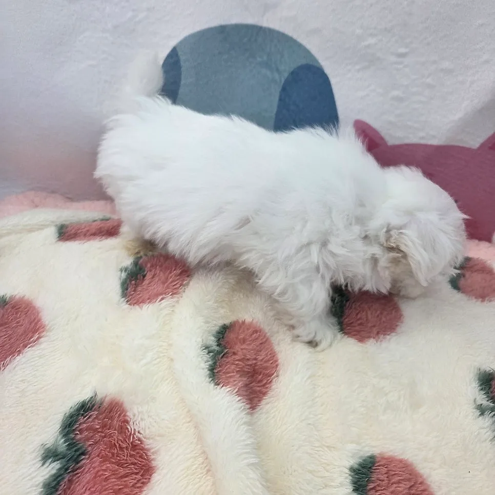 꼬숑 분양 2026: 꼬똥 드 툴레아 X 비숑프리제 믹스견 매력 총정리 2