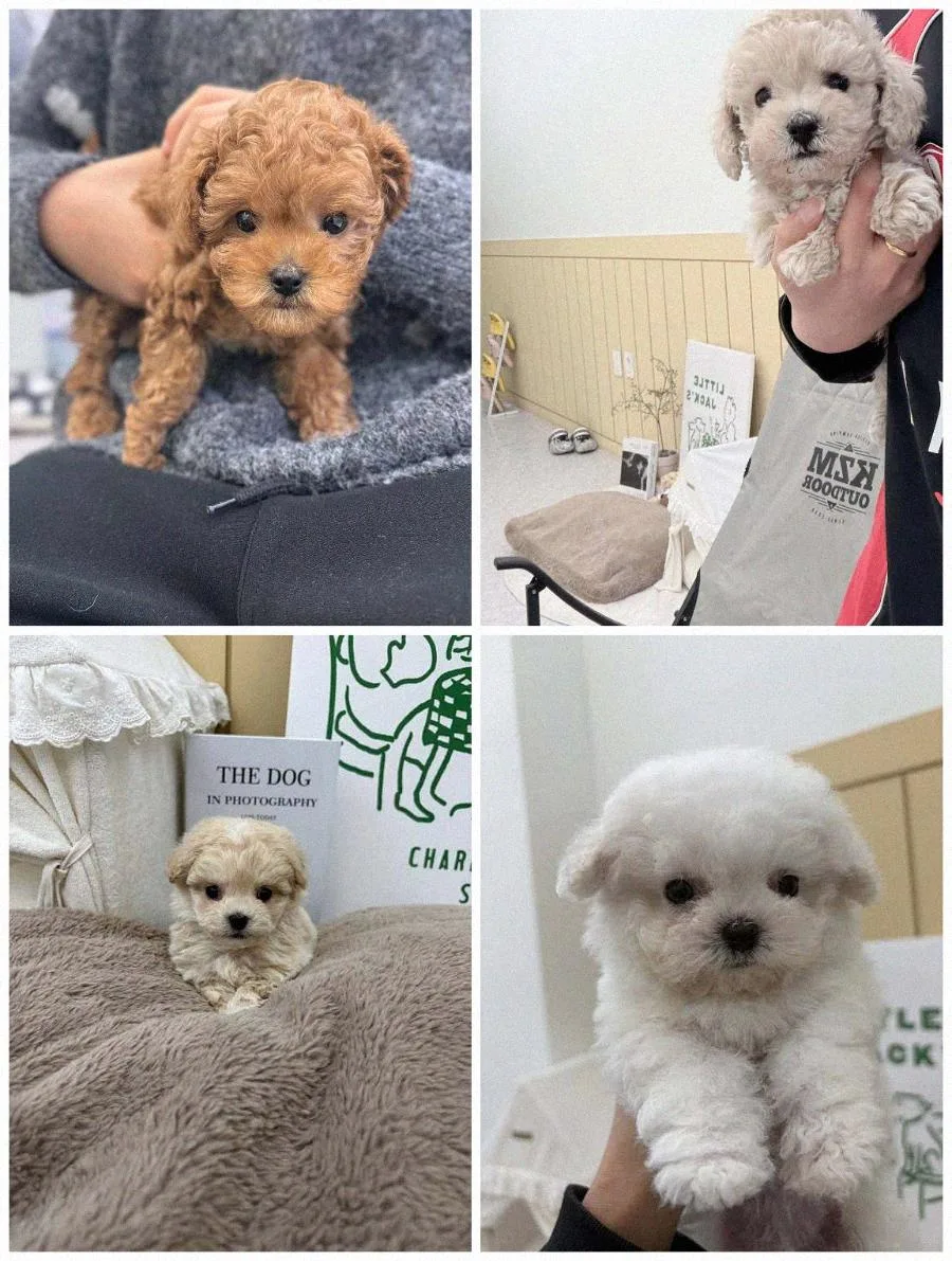 2026년 애견 분양 사기 유형 완벽 대비 & 강아지 급여법 총정리 3
