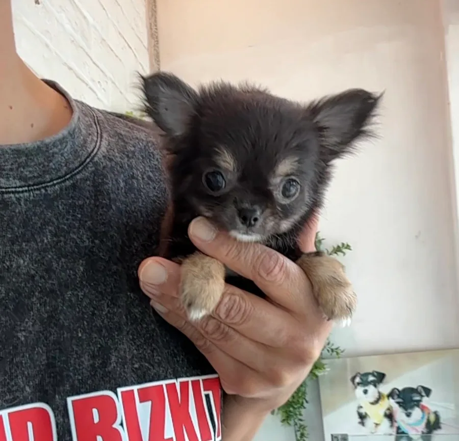 부산 치와와 분양 2026: 초소형 블랙탄 장모 공주님 입양 가이드 2