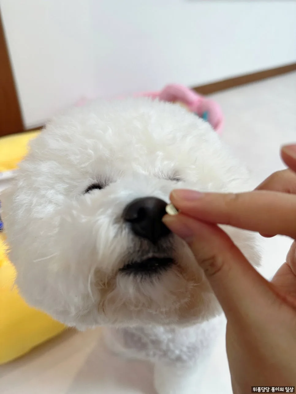 강아지 오메가3, 초소형 캡슐로 급여 고민 끝! (2026) 2