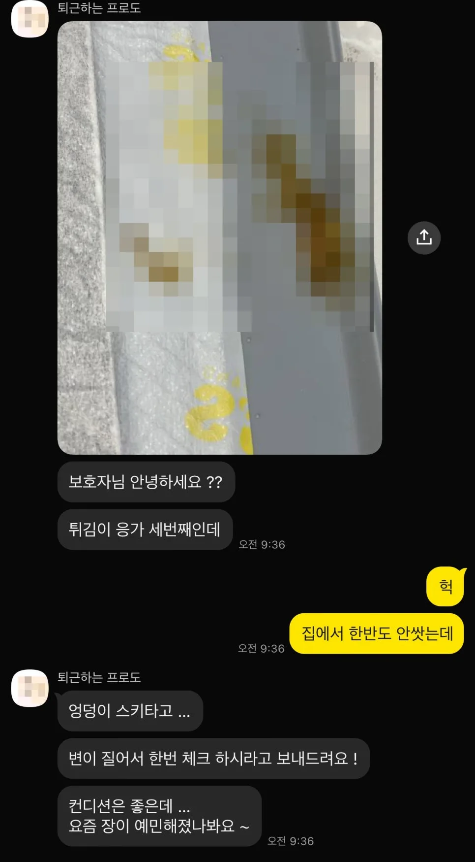 강아지 설사 멈추는 법: 에이스 프로바이오틱스 7일 후기 2026 2