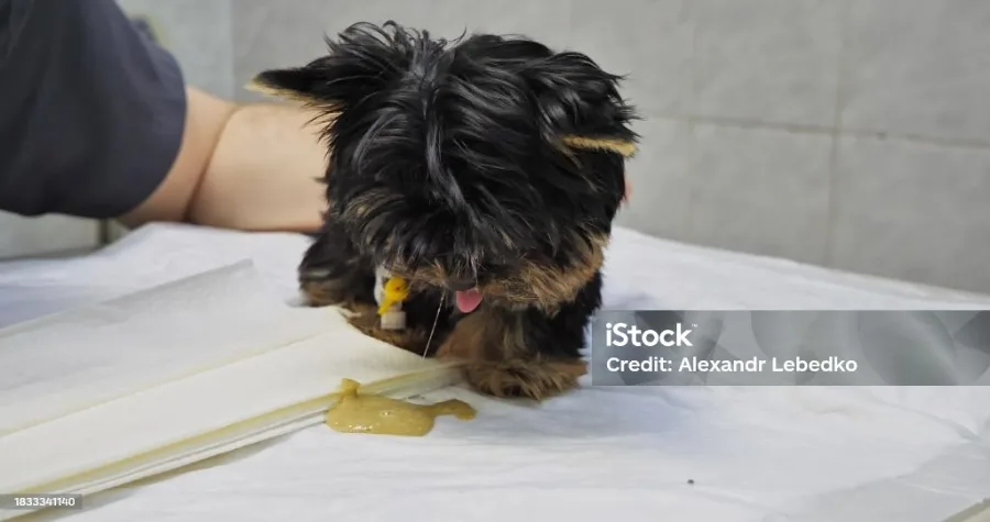 강아지 노란토 원인 3가지와 대처법 (2026년 최신) — 반려동물 — rladmsgud676