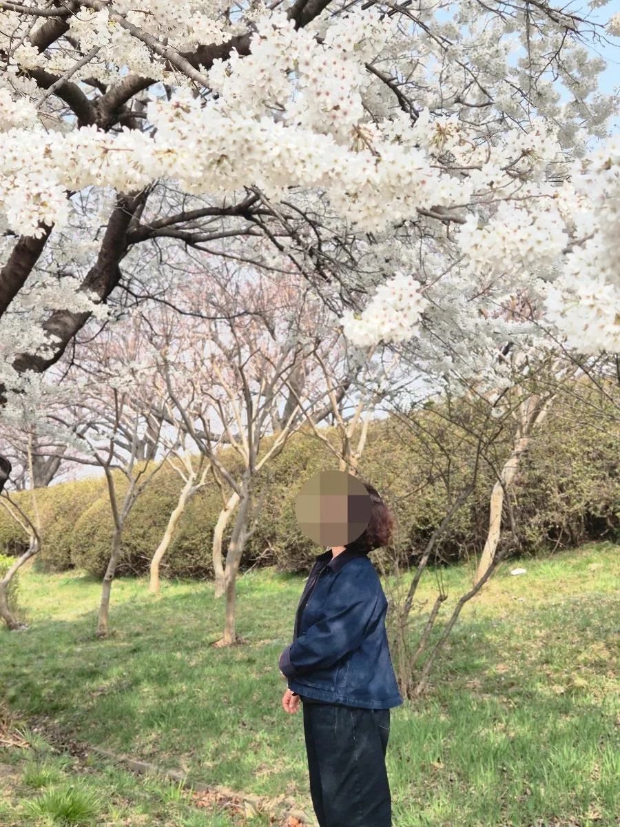 부산 맥도생태공원 벚꽃 개화 시기 2026년 예상 정보 — 일상·에세이 — diane1990